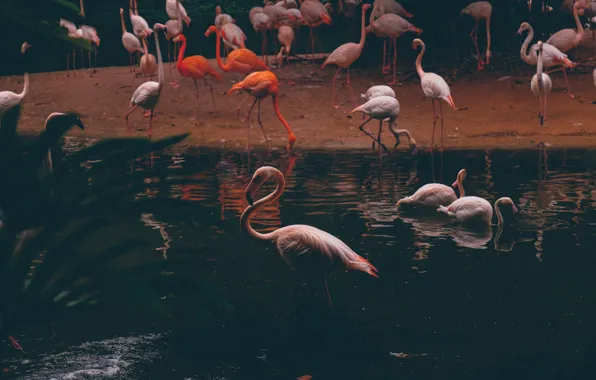 Water, nature, Flamingo