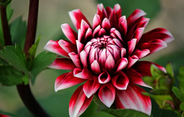 Macro, petals, Dahlia