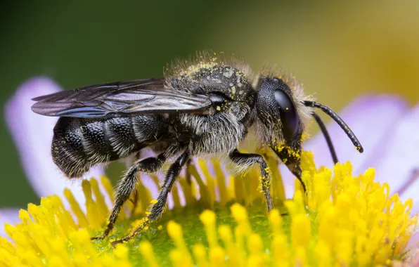 Picture eyes, macro, flowers, yellow, bee, background, pollen, chamomile
