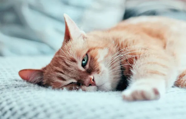 Cat, cat, look, face, background, bed, portrait, light