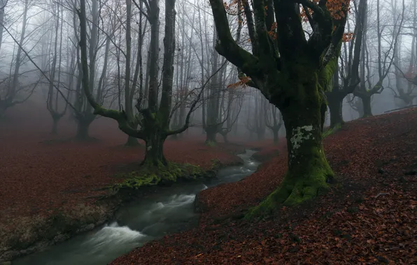 Picture forest, fog, river