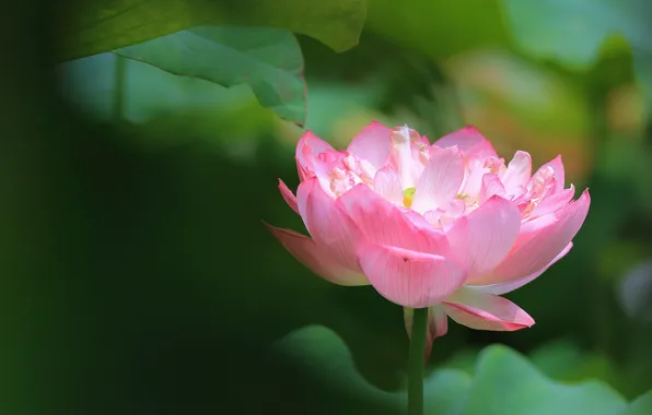 Picture leaves, flowers, nature, background, blur, petals, Lotus, gentle
