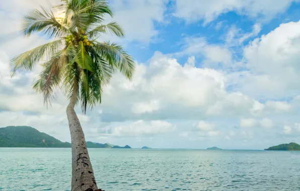 Sea, beach, summer, the sky, the sun, palm trees, shore, summer