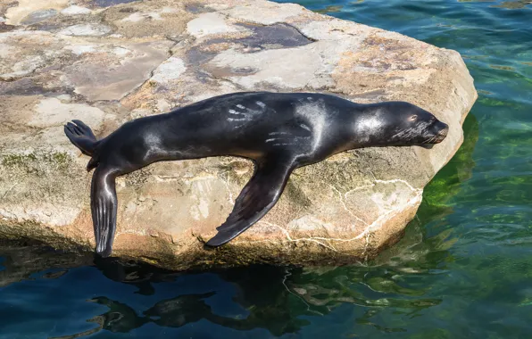 Sea, water, stay, stone, seal, sleep, sleeping, lies