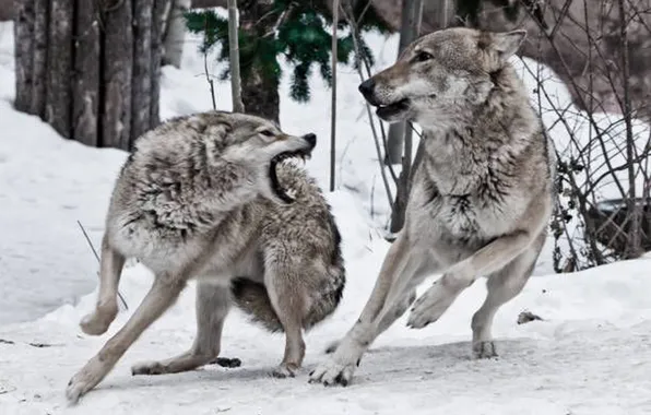 Fantasy, nature, art, snow, predator, face, animal, wolf