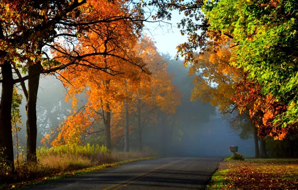 Road, autumn, forest, leaves, trees, nature, Park, colors