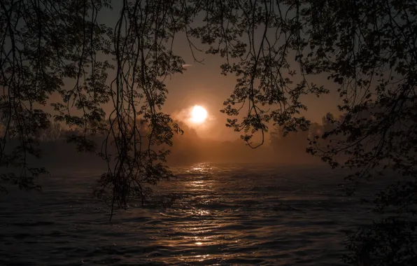 Wallpaper trees, branches, night, river