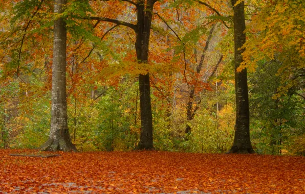 Picture Park, foliage, Autumn, park, autumn, leaves, fall