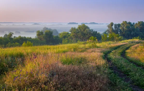 Road, field, fog, morning, track, shrubs
