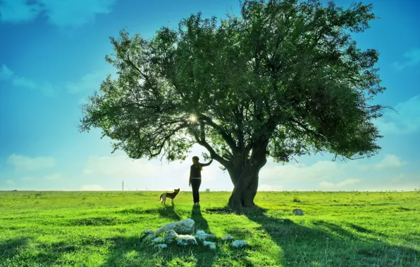 Picture NATURE, TREE, GRASS, HORIZON, GREENS, LEAVES, PLAIN, BRANCHES