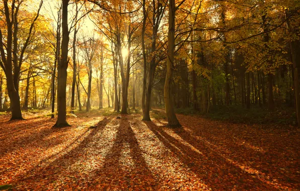 Picture autumn, forest, the sun, rays, light, trees, nature, foliage