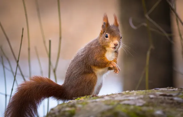 Picture branches, nature, animal, protein, animal, rodent