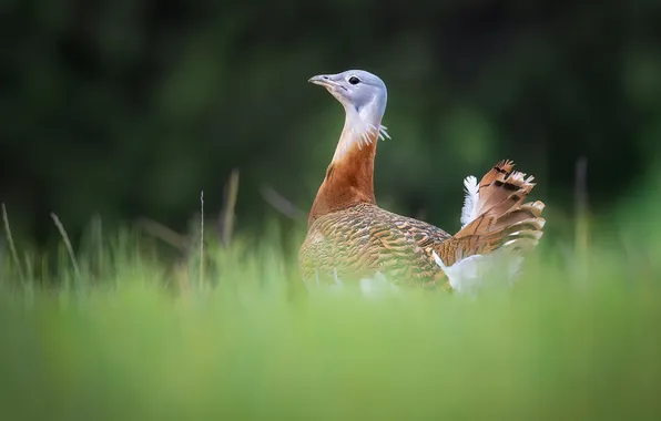 Greens, grass, nature, bird, glade, green background, bokeh, blurred background