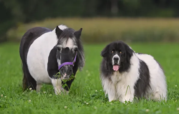 Picture grass, dog, pony, horse, Landseer