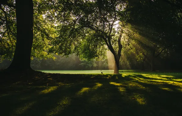 Picture forest, trees, landscape, sunlight