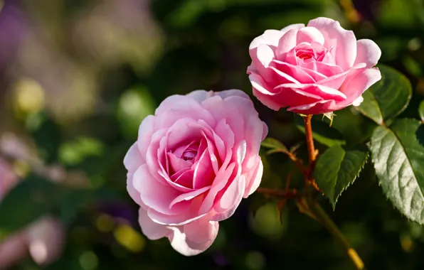 Leaves, light, flowers, roses, garden, pink, Duo