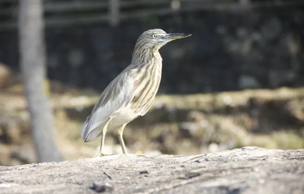 Picture background, animal, bird, Wallpaper, bird of India