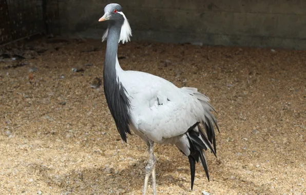 Crane, krasavka, grey crane