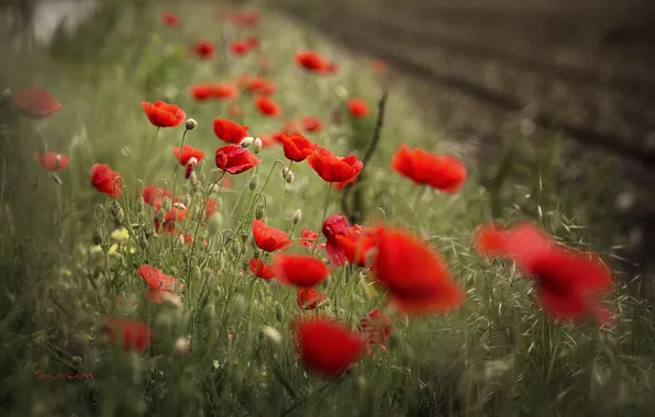 Macro, flowers, red, Maki, petals