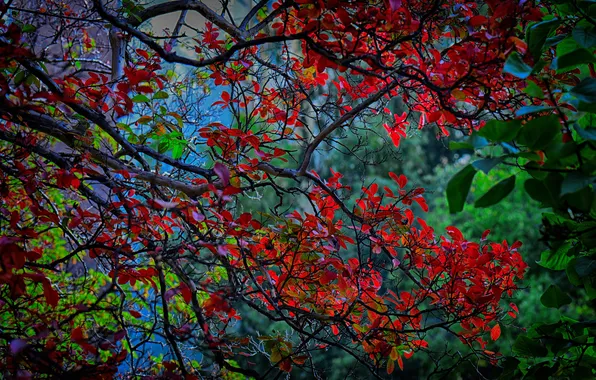 Autumn, leaves, trees, branches, the crimson