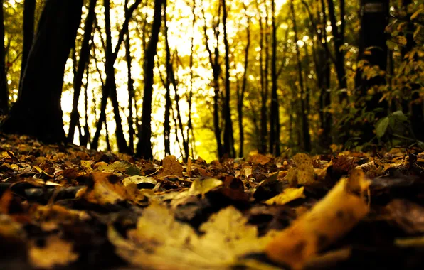 Autumn, forest, leaves, trees, nature, blur, dry, fallen