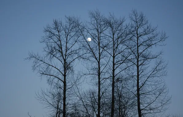 The sky, trees, branches, photo, the moon