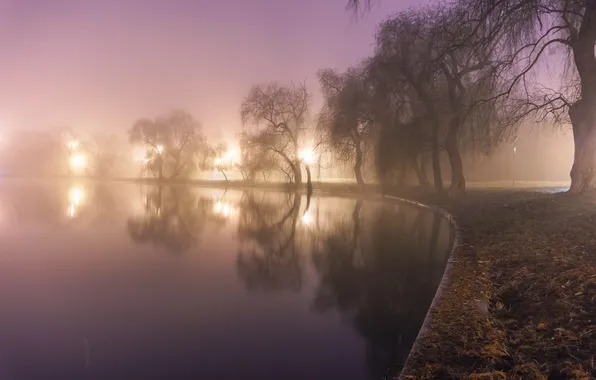 Water, light, trees, fog, pond, Park, lights