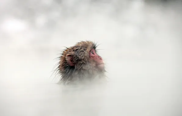 Japan, Nagano, Snow Monkey
