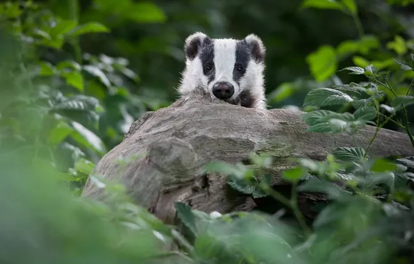 Tree, foliage, log, face, badger