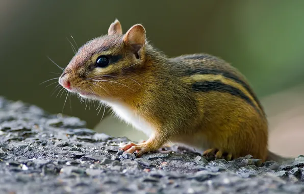 Picture muzzle, Chipmunk, rodent