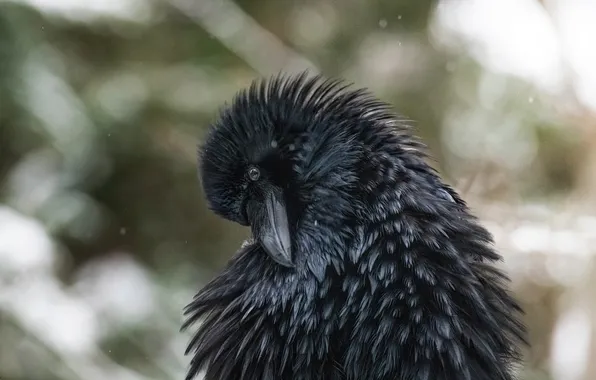 Picture close-up, bird, black