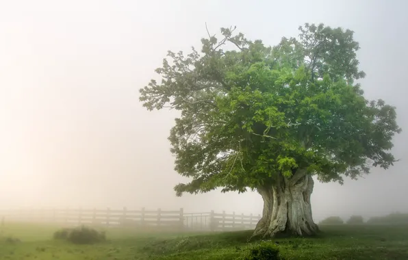 Field, nature, fog, tree