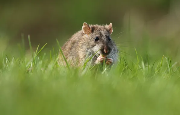 Grass, hamster, mouse, rat, rodent