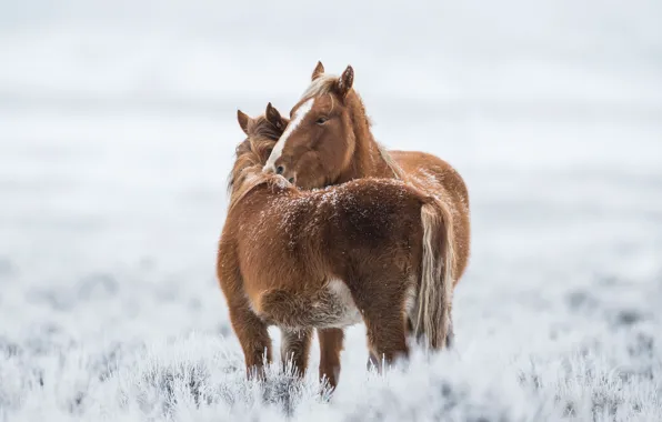 Cold, winter, horses