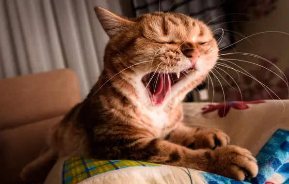 Language, cat, eyes, cat, mustache, face, pose, house