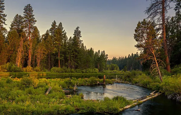 Forest, trees, nature
