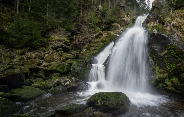 Forest, stones, waterfall, moss, river