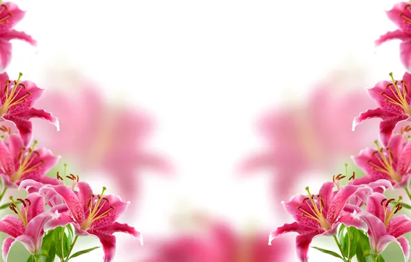 Flowers, background, Lily, blur