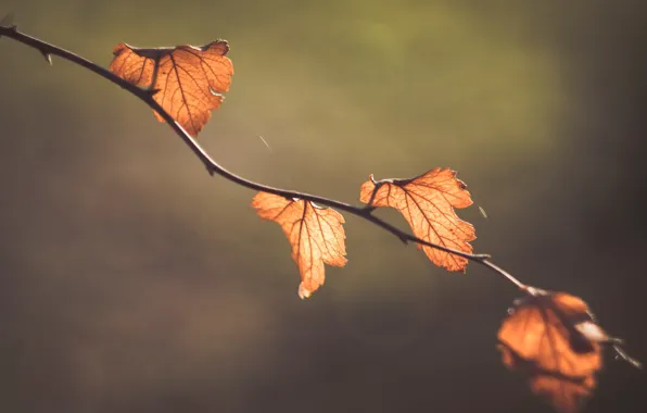 Picture macro, nature, background, foliage, branch, bokeh