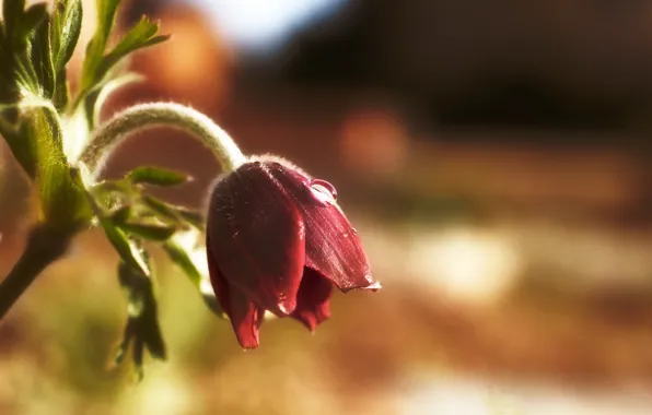Picture flower, drop, spring, snowdrop, sleep-grass