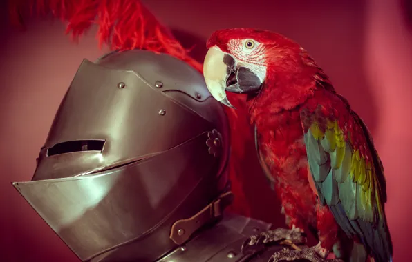Picture bird, armor, parrot, armor