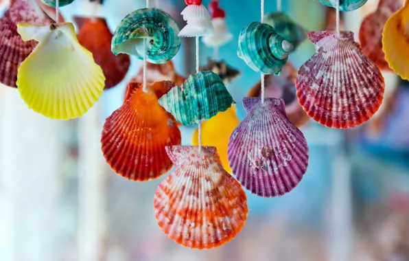 Colorful, shell, marine, seashells