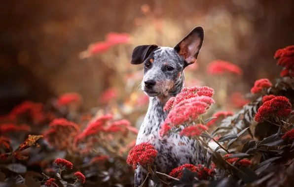 Look, face, flowers, nature, grey, background, portrait, dog