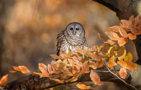 Autumn, look, leaves, branches, background, tree, owl, bird
