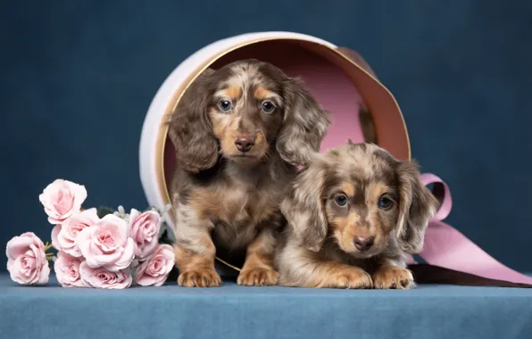 Picture flowers, roses, puppies, Dachshund, two dogs, Svetlana Pisareva