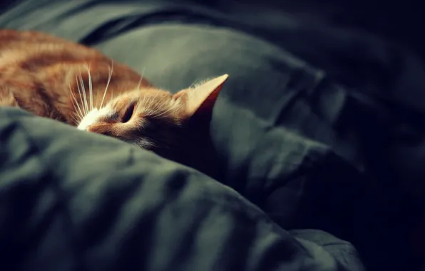 Cat, sleep, blanket, cat