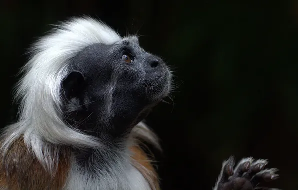 Picture look, monkey, painting, Oedipus Tamarin