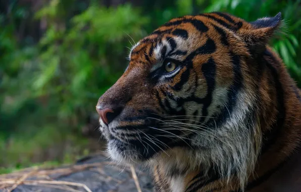 Face, tiger, predator, profile, wild cat