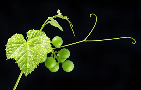 Picture leaves, green, berries, fruit, grapes, black background