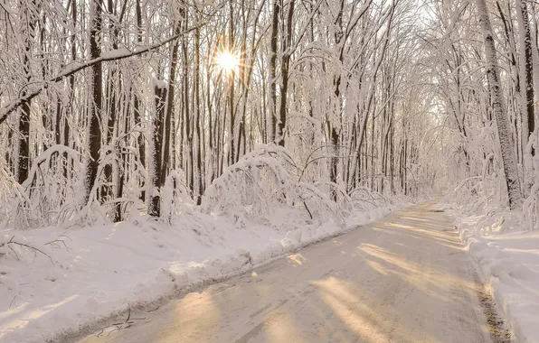 Winter, road, forest